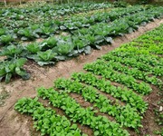 Cần bán gấp đất làm vườn, đất đang trồng rau sạch, trang trại nuôi gà, cây ăn trái,