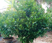 4 Nhà vườn mai hoàng quý 4 Nhà vườn mai hoàng quý