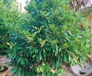 2 Nhà vườn mai hoàng quý 2 Nhà vườn mai hoàng quý