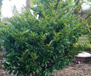 1 Nhà vườn mai hoàng quý 1 Nhà vườn mai hoàng quý