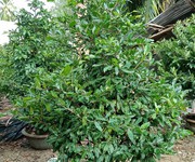 Nhà vườn mai hoàng quý Nhà vườn mai hoàng quý