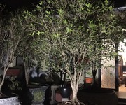 4 Nhà vườn lê cường xin kính chào quý khách 4 Nhà vườn lê cường xin kính chào quý khách