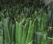 Chuyên cung cấp là dong tươi đảm bảo uy tín   chất lượng