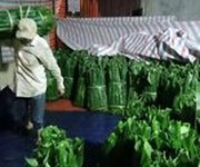 2 Chuyên cung cấp là dong tươi đảm bảo uy tín   chất lượng