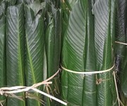 4 Chuyên cung cấp là dong tươi đảm bảo uy tín   chất lượng