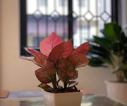 7 Bán nhà mặt phố Chương Dương 7 Bán nhà mặt phố Chương Dương
