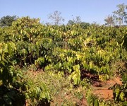 Bán đất xã đinh trang hòa, di linh, lâm đồng   cơ hội tốt cho các nhà đầu tư