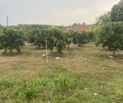 Đất vườn Củ Chi Cụm KCN Bàu Trăn, xã Nhuận Đức 1000m2 giá 2ty545 sổ hồng riêng, giá TL