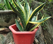 Cho thuê nhà nguyên căn quy nhơn bình định Cho thuê nhà nguyên căn quy nhơn bình định