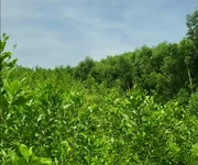 2 Mình chính chủ cần bán 17.000m2 đất trồng
