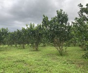 Mình chính chủ cần bán 17.000m2 đất trồng