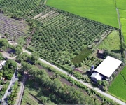 4 Cần bán 2,6ha đất trồng cây lâu năm tại xã Lê Minh Xuân -  H.Bình Chánh. Giá 3 triệu/m2