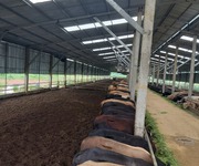 Chính chủ cần bán gấp dự án chăn nuôi bò thịt tại huyện Lạc Sơn, tỉnh Hòa Bình