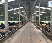 Chính chủ bán gấp dự án chăn nuôi bò thịt đang hoạt động tại huyện Lạc Sơn, tỉnh Hòa Bình