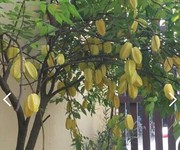 1 Chính chủ cần cho thuê mặt bằng mặt tiền khu vực đường nguyễn duy trinh, phường phú hữu, tp thủ