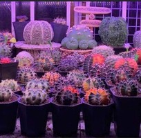 2 Đèn chuyên dụng cho xương rồng và sen đá