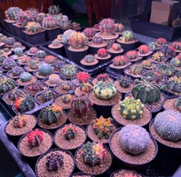 4 Đèn chuyên dụng cho xương rồng và sen đá