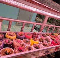 8 Đèn chuyên dụng cho xương rồng và sen đá