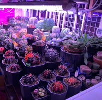 9 Đèn chuyên dụng cho xương rồng và sen đá