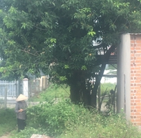 Bán cây lá vối 20 năm tuổi tại Nha Trang