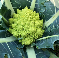 1 Hạt giống Bông cải súp lơ xanh hình san hô xoắn ốc Rạng Đông - Green Cauliflower 229  Romanesco