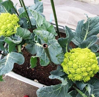 2 Hạt giống Bông cải súp lơ xanh hình san hô xoắn ốc Rạng Đông - Green Cauliflower 229  Romanesco