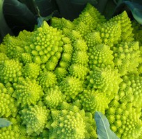 3 Hạt giống Bông cải súp lơ xanh hình san hô xoắn ốc Rạng Đông - Green Cauliflower 229  Romanesco