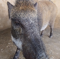 6 Lợn rừng Thái Lan thuần chủng giống và thương phẩm