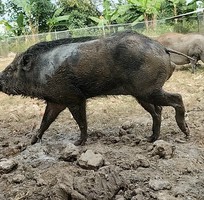 5 Lợn rừng Thái Lan thuần chủng giống và thương phẩm