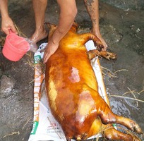 3 Lợn rừng Thái Lan thuần chủng giống và thương phẩm