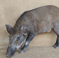 2 Lợn rừng Thái Lan thuần chủng giống và thương phẩm