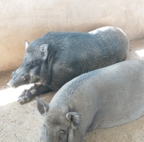 1 Lợn rừng Thái Lan thuần chủng giống và thương phẩm