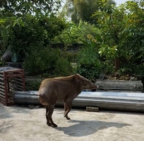 Lợn rừng Thái Lan thuần chủng giống và thương phẩm