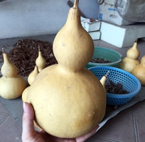 2 Hạt giống Bầu hồ lô Calabash 5888 nhập khẩu