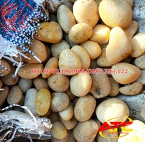 9 Sỏi trang trí sân vườn Hà Nội