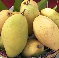 Bí mật về những trái Xoài