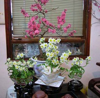 3 Bán hoa Thủy Tiên nghệ thuật Bonsai nở hoa đẹp Tết Nguyên Đán Qúy Mão 2023