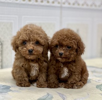 2 em poodle tiny kute