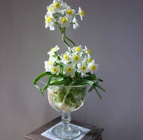 1 Bán hoa Thủy Tiên Bonsai gọt trổ thành tác phẩm hoa đẹp đón Tết Quý Mão 2023