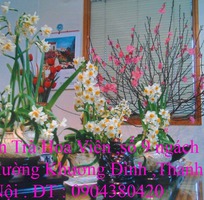 5 Bán hoa Thủy Tiên Bonsai gọt trổ thành tác phẩm hoa đẹp đón Tết Quý Mão 2023