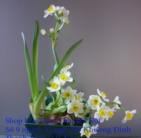 5 Bán hoa Thủy Tiên nghệ thuật Bonsai nở hoa đẹp cùng hương thơm thanh khiết đón năm mới Quý Mão 2023