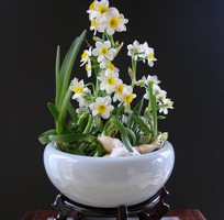 1 Bán hoa Thủy Tiên nghệ thuật Bonsai nở hoa đẹp cùng hương thơm thanh khiết đón năm mới Quý Mão 2023