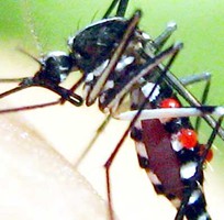 1 Công ty diệt muỗi tại Vĩnh Phúc - Phun muỗi tại nhà giá rẻ