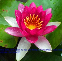 Bán hoa Súng Thái Lan , Mỹ , Úc với 120 màu sắc đẹp nở hoa bốn mùa Xuân , Hạ , Thu , Đông