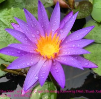 3 Bán hoa Súng Thái Lan , Mỹ , Úc với 120 màu sắc đẹp nở hoa bốn mùa Xuân , Hạ , Thu , Đông