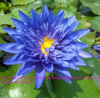 2 Bán hoa Súng Thái Lan , Mỹ , Úc với 120 màu sắc đẹp nở hoa bốn mùa Xuân , Hạ , Thu , Đông