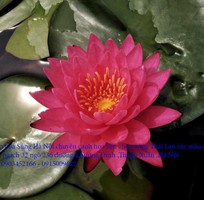 4 Bán hoa Súng Thái Lan , Mỹ , Úc với 120 màu sắc đẹp nở hoa bốn mùa Xuân , Hạ , Thu , Đông