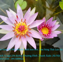 6 Bán hoa Súng Thái Lan , Mỹ , Úc với 120 màu sắc đẹp nở hoa bốn mùa Xuân , Hạ , Thu , Đông
