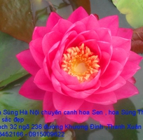 5 Bán hoa Súng Thái Lan , Mỹ , Úc với 120 màu sắc đẹp nở hoa bốn mùa Xuân , Hạ , Thu , Đông