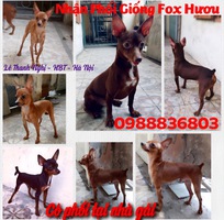 Nhận phối giống Fox Hươu mini .